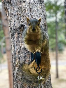 Squirrel sitting